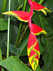 Heliconia Rostrata in the Greenview Resort cutting garden