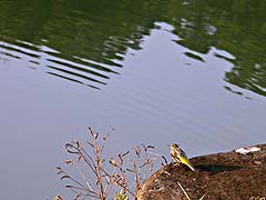 Bird lakeside at the Greenview Resort
