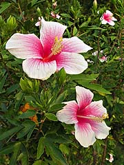 Pink hibiscus at the Greenview Resort