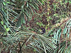 Dusky langur in the foliage on a karst