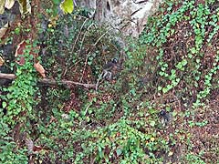Dusky langurs in the foliage on a karst