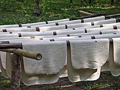 Sheets of rubber drying