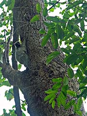 Malayan Flying Lemur hiding on a tree
