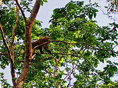 Monkey navigating among the branches (2005)