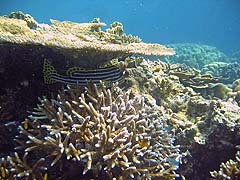 Ao Mae Yai Corals
