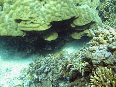Ao Mae Yai Corals