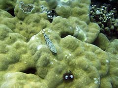 Ao Mae Yai Corals and Fish