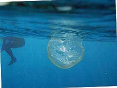Mungkorn Island Jellyfish