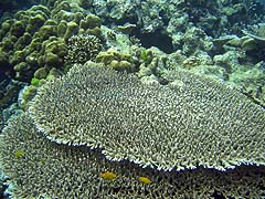 Stork Island Coral