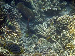 Turtle Bay Coral and Fish