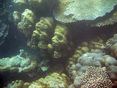 Turtle Bay Coral